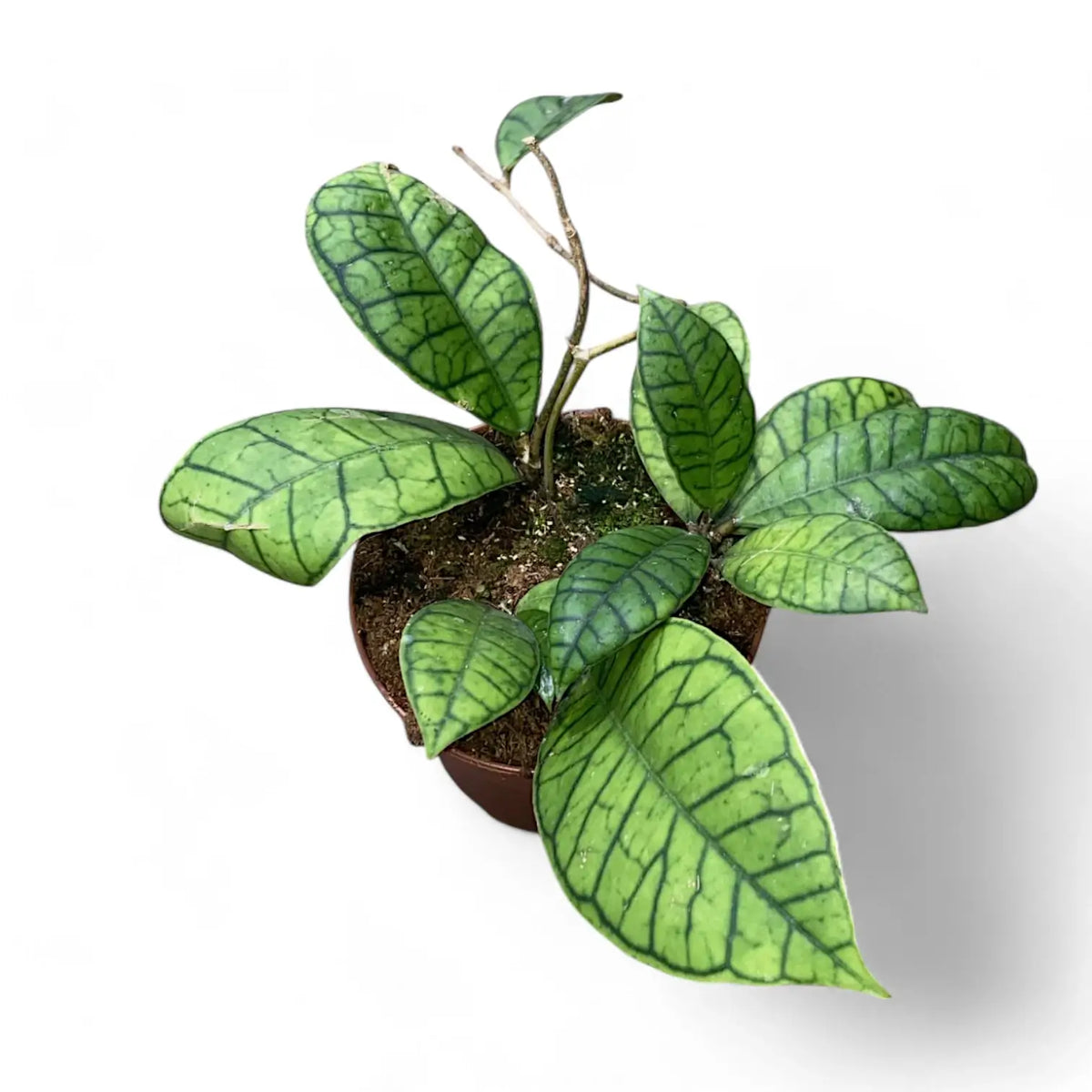 Hoya callistophylla sp. Kalimantan Zimmerpflanze im Anzuchttopf vor weißem Hintergrund, Produktfoto 3.