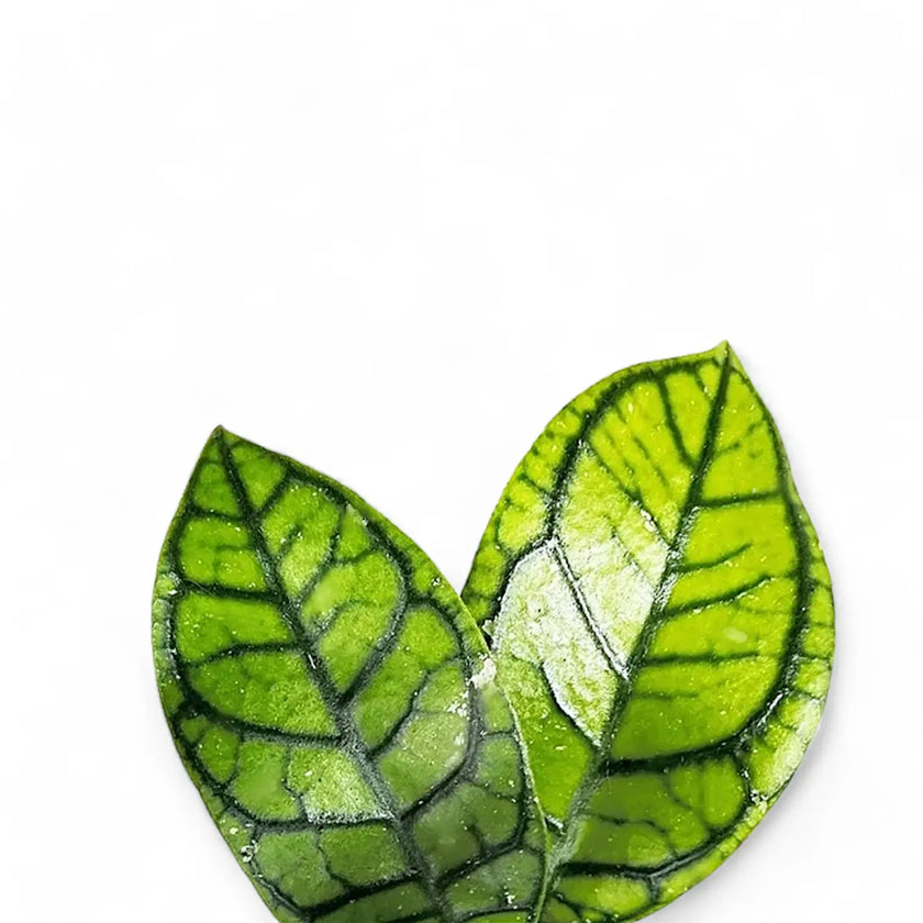 Hoya callistophylla 'Vena' (aka sp. Sekadau Borneo) leaf close-up on white background.