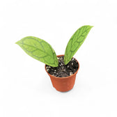 Hoya callistophylla 'Vena' (aka sp. Sekadau Borneo) potted plant in nursery pot on white background.