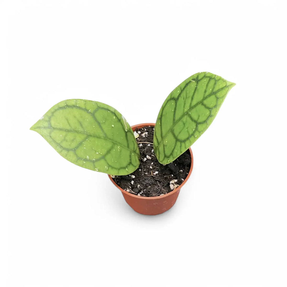 Hoya callistophylla 'Vena' (aka sp. Sekadau Borneo) potted plant in nursery pot on white background.