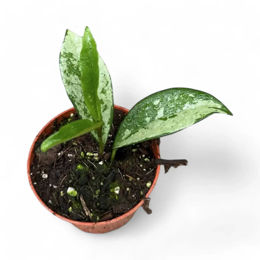 Hoya carnosa AH-074 'Silver Moon' potted plant in nursery pot on white background.