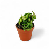 Hoya carnosa 'Compacta' potted plant in nursery pot on white background.
