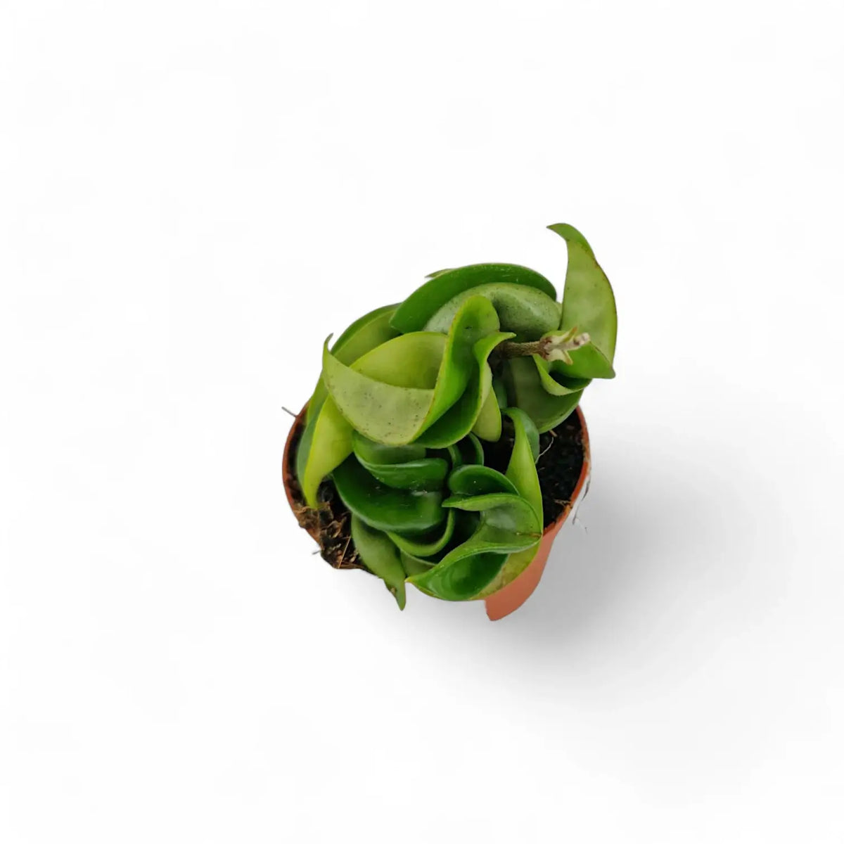 Hoya carnosa 'Compacta' potted plant in nursery pot on white background.