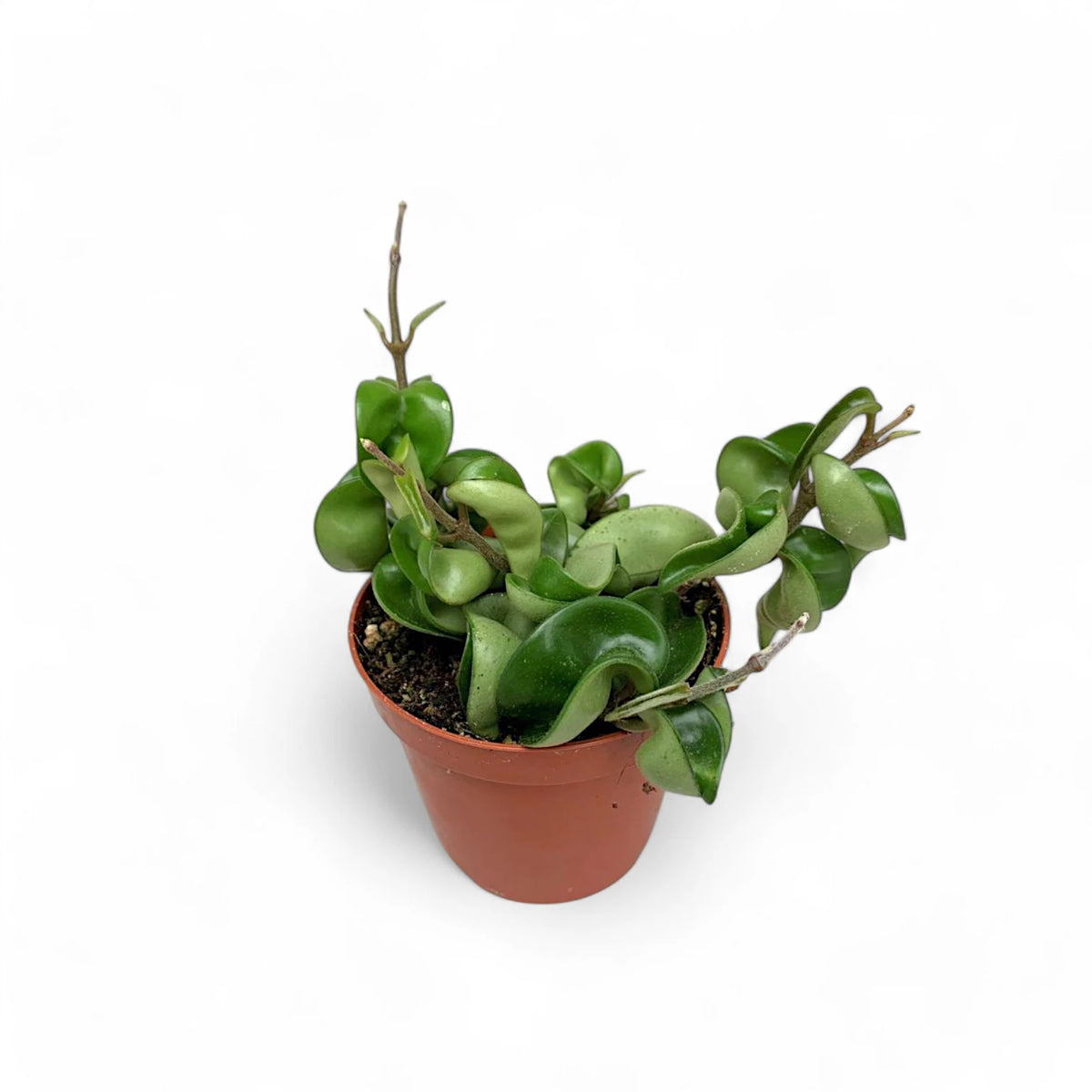 Hoya carnosa 'Compacta' potted plant in nursery pot on white background.