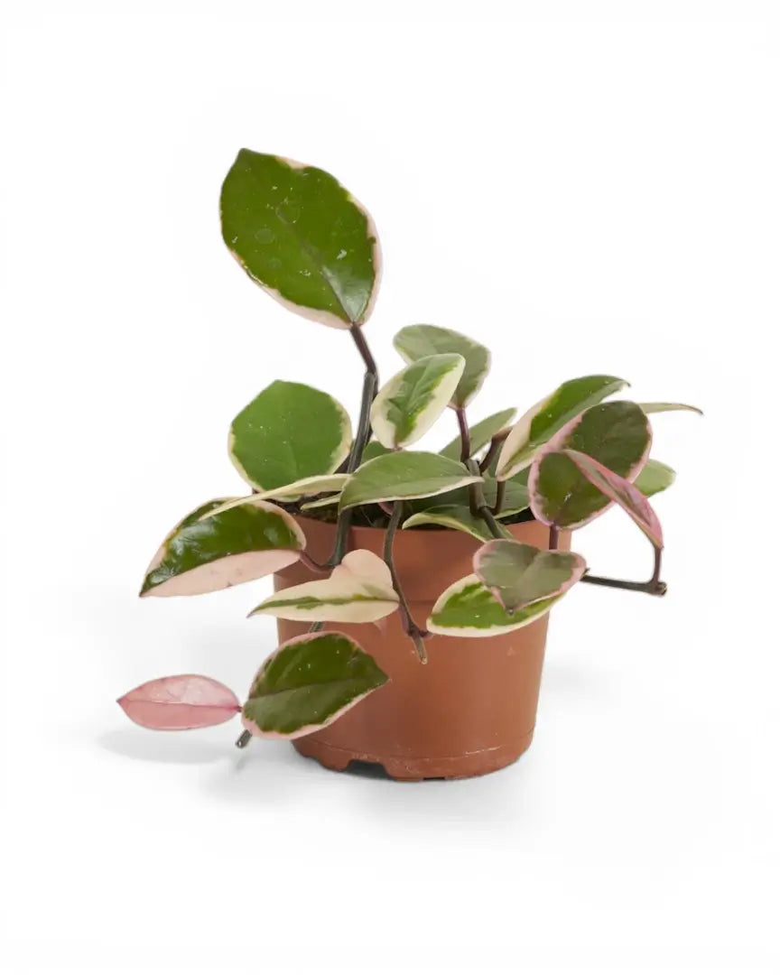 Hoya carnosa 'Flamingo Dream' potted plant in nursery pot on white background.