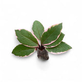 Hoya carnosa 'Flamingo Dream' potted plant in nursery pot on white background.