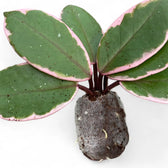 Hoya carnosa 'Flamingo Dream' potted plant in nursery pot on white background.
