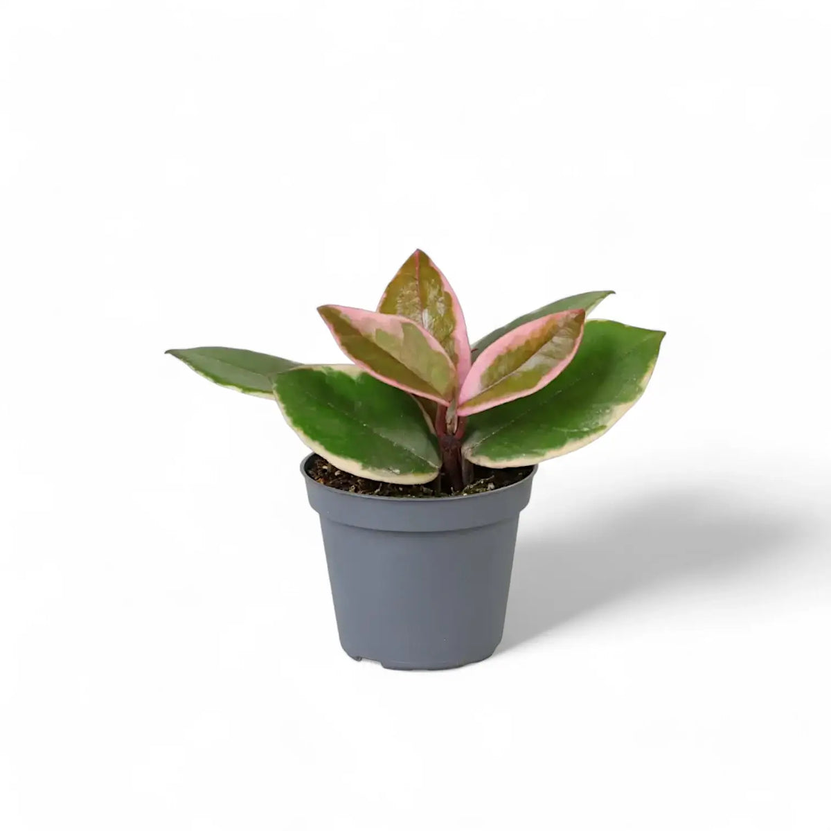 Hoya carnosa 'Flamingo Dream' potted plant in nursery pot on white background.