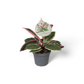 Hoya carnosa 'Flamingo Dream' potted plant in nursery pot on white background.