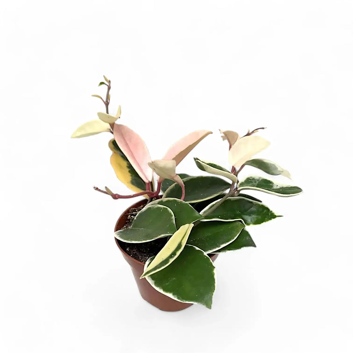 Hoya carnosa 'Krimson Queen' (albomarginata) potted plant in nursery pot on white background.