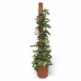 Hoya carnosa 'Krimson Queen' (albomarginata) potted plant in nursery pot on white background.