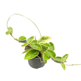 Hoya carnosa 'Krimson Queen' (albomarginata) potted plant in nursery pot on white background.