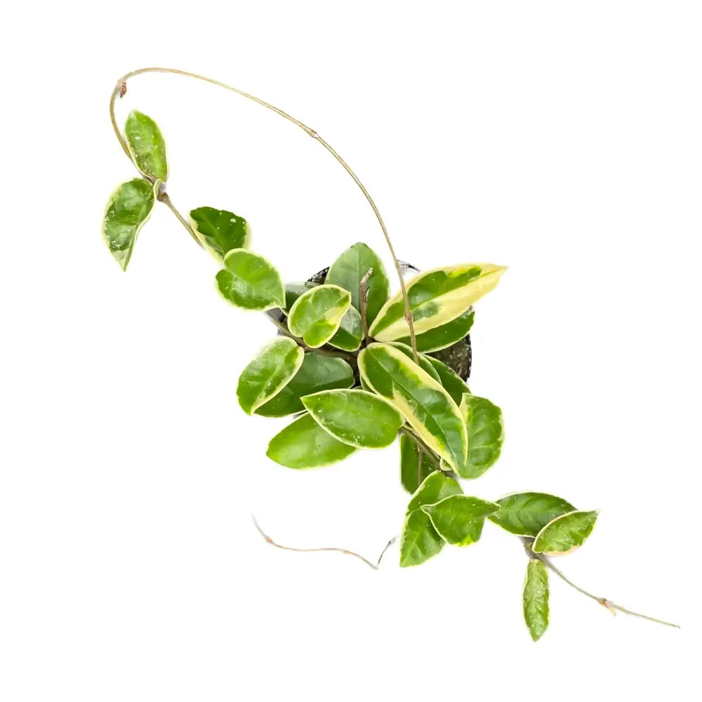 Hoya carnosa 'Krimson Queen' (albomarginata) potted plant in nursery pot on white background.