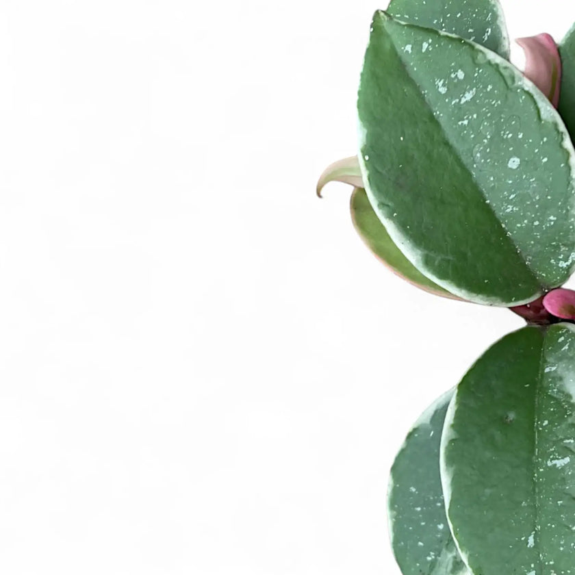 Hoya carnosa 'Krimson Queen Splash' close-up of leaf on white background.