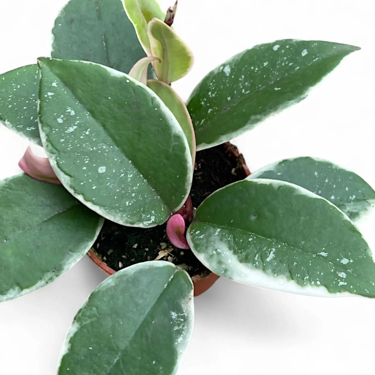 Hoya carnosa 'Krimson Queen Splash' potted plant in nursery pot on white background.