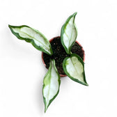 Hoya carnosa ‘Krinkle Tricolor’ potted plant in nursery pot on white background.