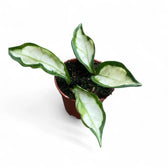 Hoya carnosa ‘Krinkle Tricolor’ potted plant in nursery pot on white background.