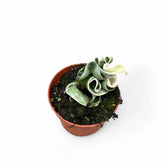 Hoya carnosa 'Regalis' ('Compacta' Variegata) potted plant in nursery pot on white background.