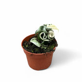 Hoya carnosa 'Regalis' ('Compacta' Variegata) potted plant in nursery pot on white background.