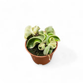Hoya carnosa 'Regalis' ('Compacta' Variegata) potted plant in nursery pot on white background.
