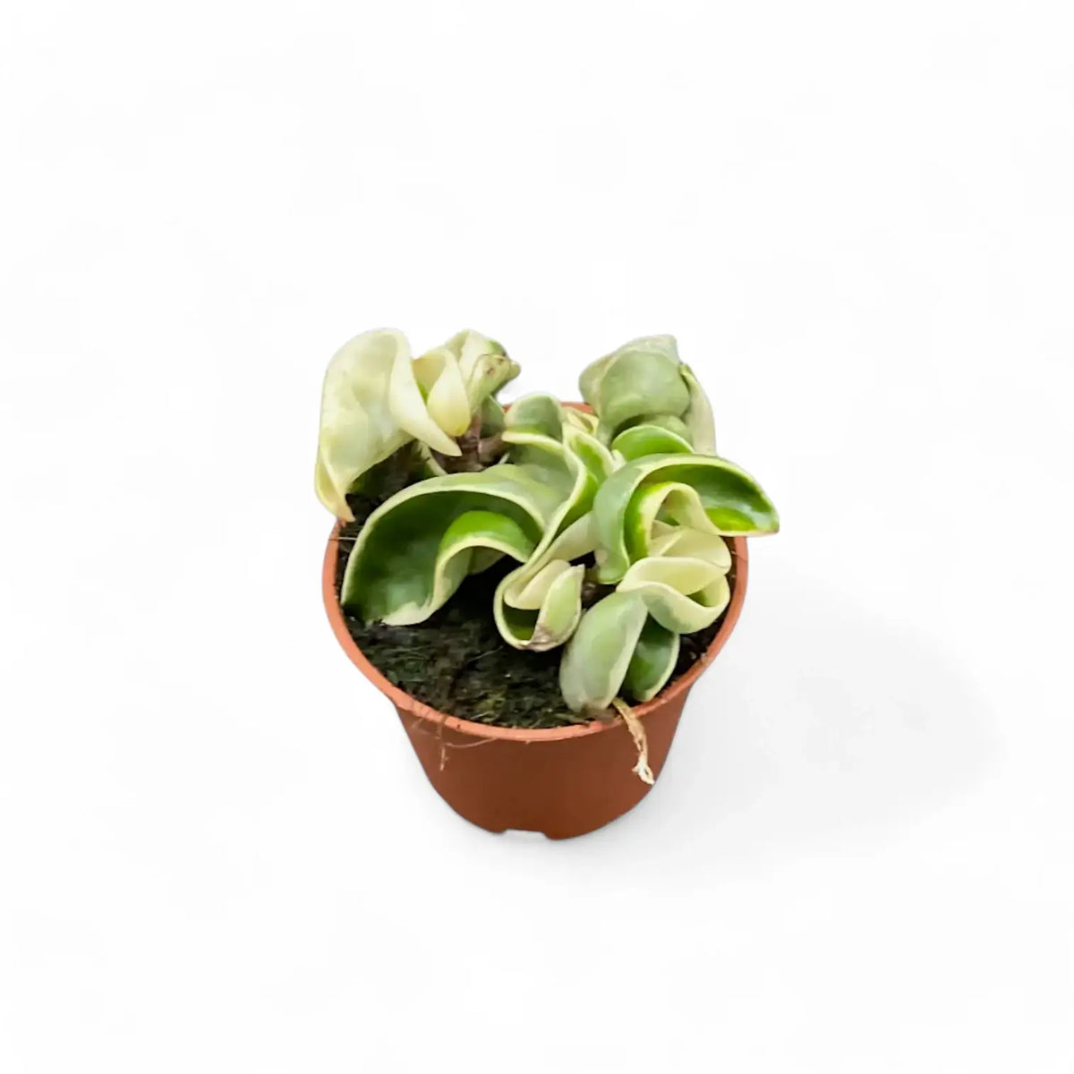 Hoya carnosa 'Regalis' ('Compacta' Variegata) potted plant in nursery pot on white background.