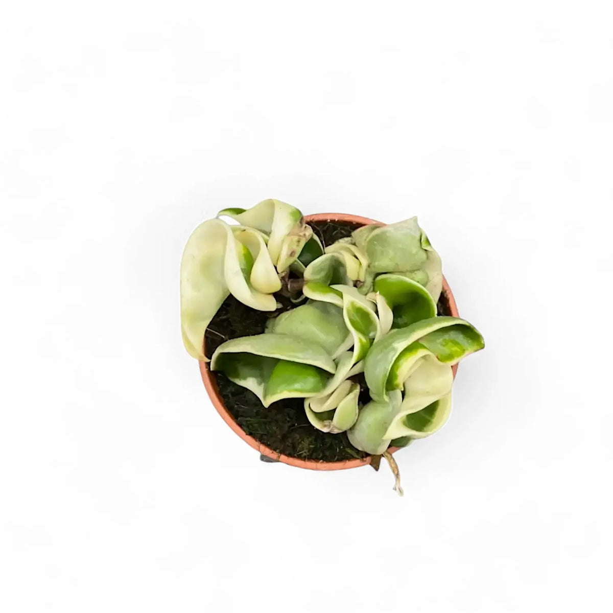 Hoya carnosa 'Regalis' ('Compacta' Variegata) potted plant in nursery pot on white background.