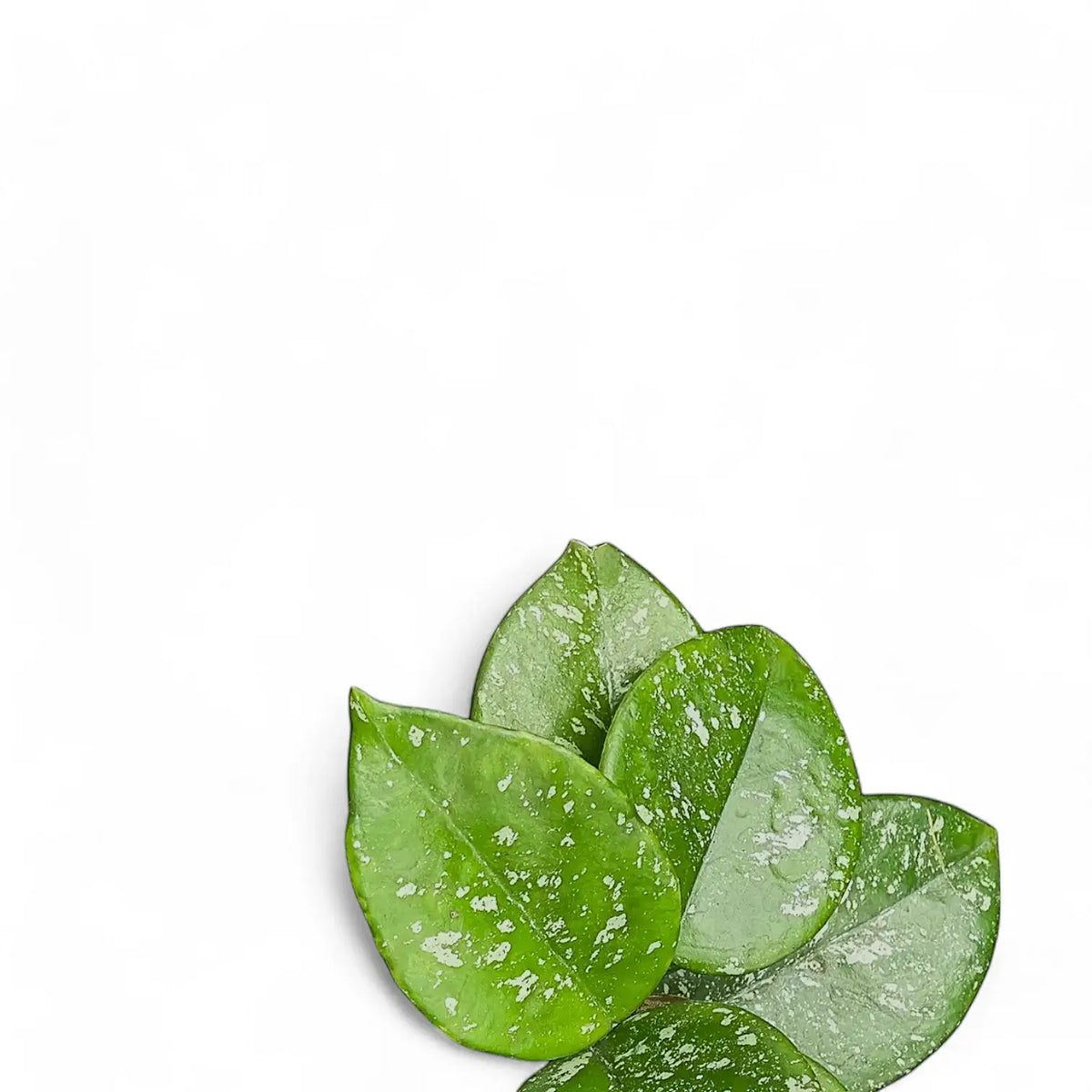 Hoya carnosa 'Speckles' close-up of leaf on white background.