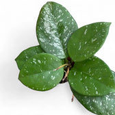 Hoya carnosa 'Speckles' potted plant in nursery pot on white background.