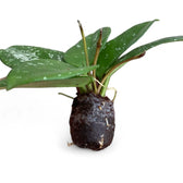 Hoya carnosa 'Speckles' potted plant in nursery pot on white background.