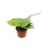 Hoya carnosa 'Speckles' potted plant in nursery pot on white background.