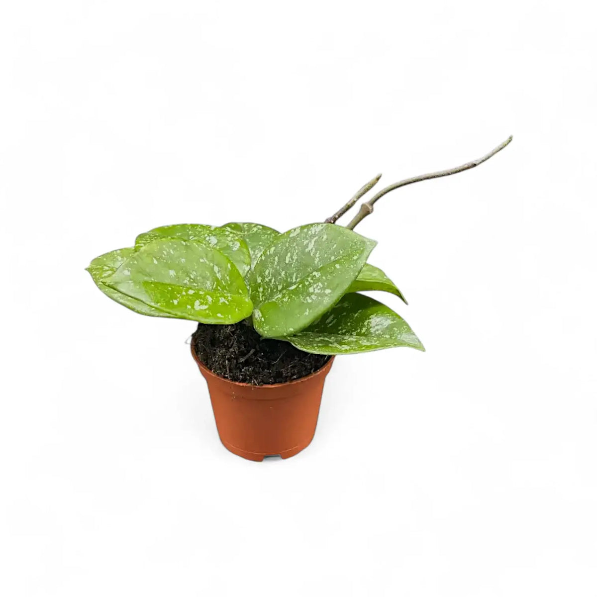 Hoya carnosa 'Speckles' potted plant in nursery pot on white background.