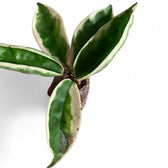 Hoya carnosa ‘Suzie Q’ potted plant in nursery pot on white background.