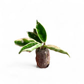 Hoya carnosa ‘Suzie Q’ potted plant in nursery pot on white background.
