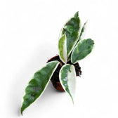 Hoya carnosa ‘Suzie Q’ potted plant in nursery pot on white background.