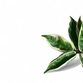 Hoya carnosa ‘Suzie Q’ potted plant in nursery pot on white background.