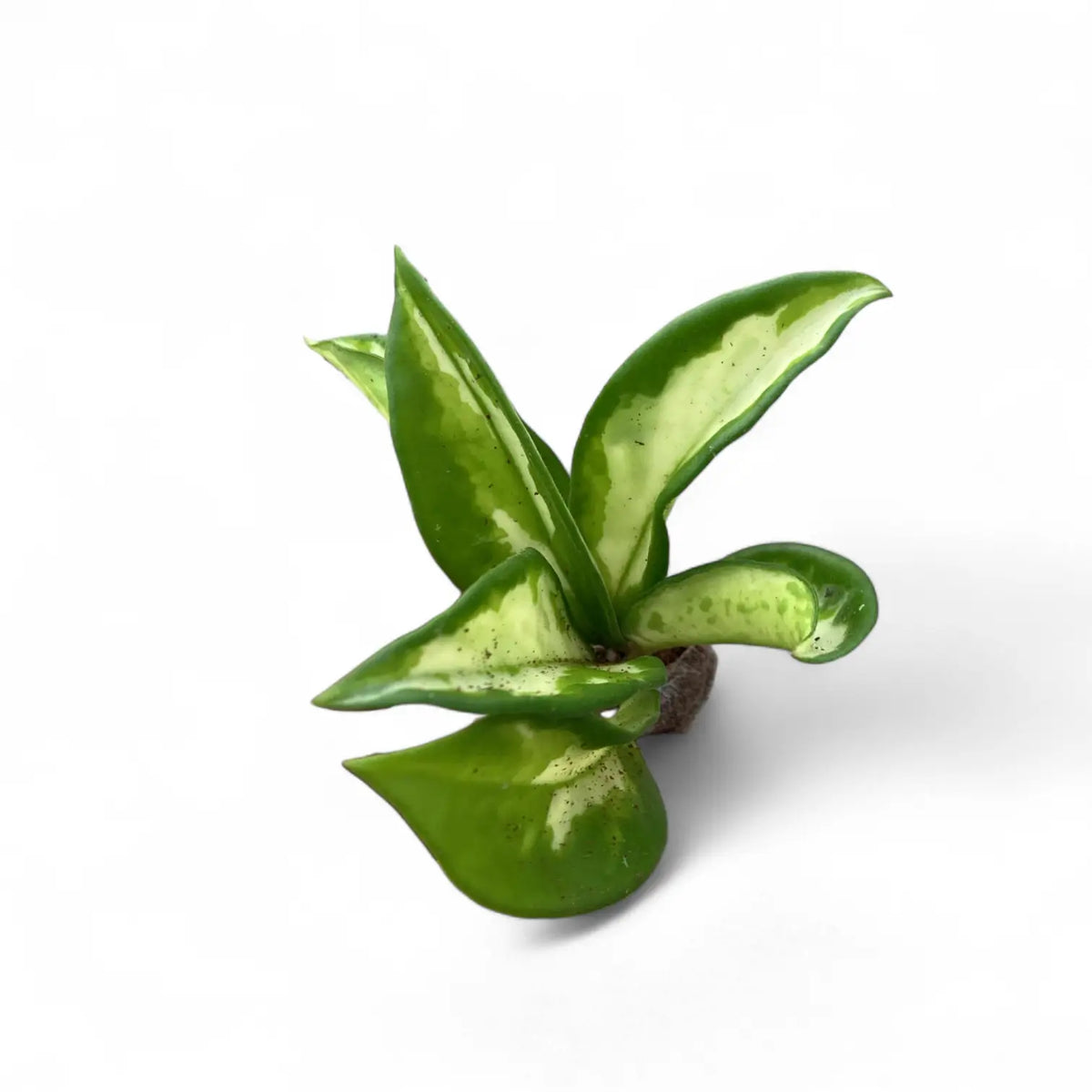 Hoya carnosa 'Tricolor Narrow Leaf' potted plant in nursery pot on white background.