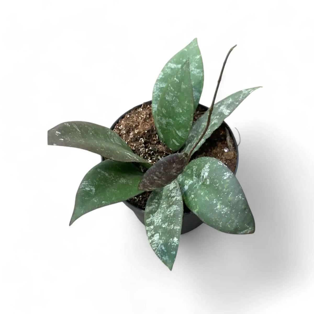 Hoya caudata 'Sumatra' aka 'Silver Stains' Zimmerpflanze im Anzuchttopf vor weißem Hintergrund, Produktfoto 2.