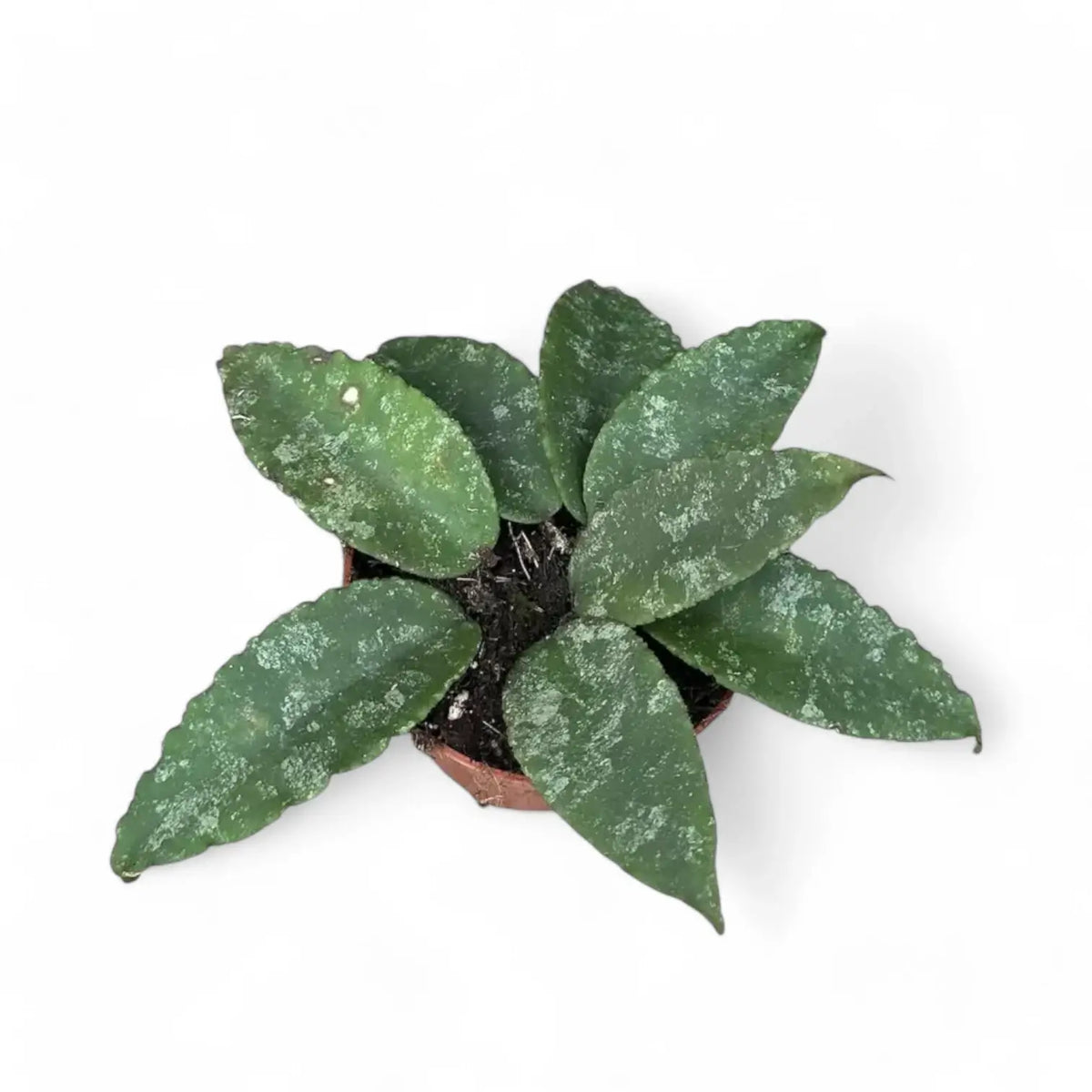 Hoya caudata 'Sumatra' aka 'Silver Stains' Zimmerpflanze im Anzuchttopf vor weißem Hintergrund, Produktfoto 3.
