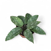 Hoya caudata 'Sumatra' aka 'Silver Stains' Zimmerpflanze im Anzuchttopf vor weißem Hintergrund, Produktfoto 3.