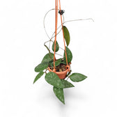 Hoya caudata 'Sumatra' aka 'Silver Stains' Zimmerpflanze im Anzuchttopf vor weißem Hintergrund, Produktfoto 5.