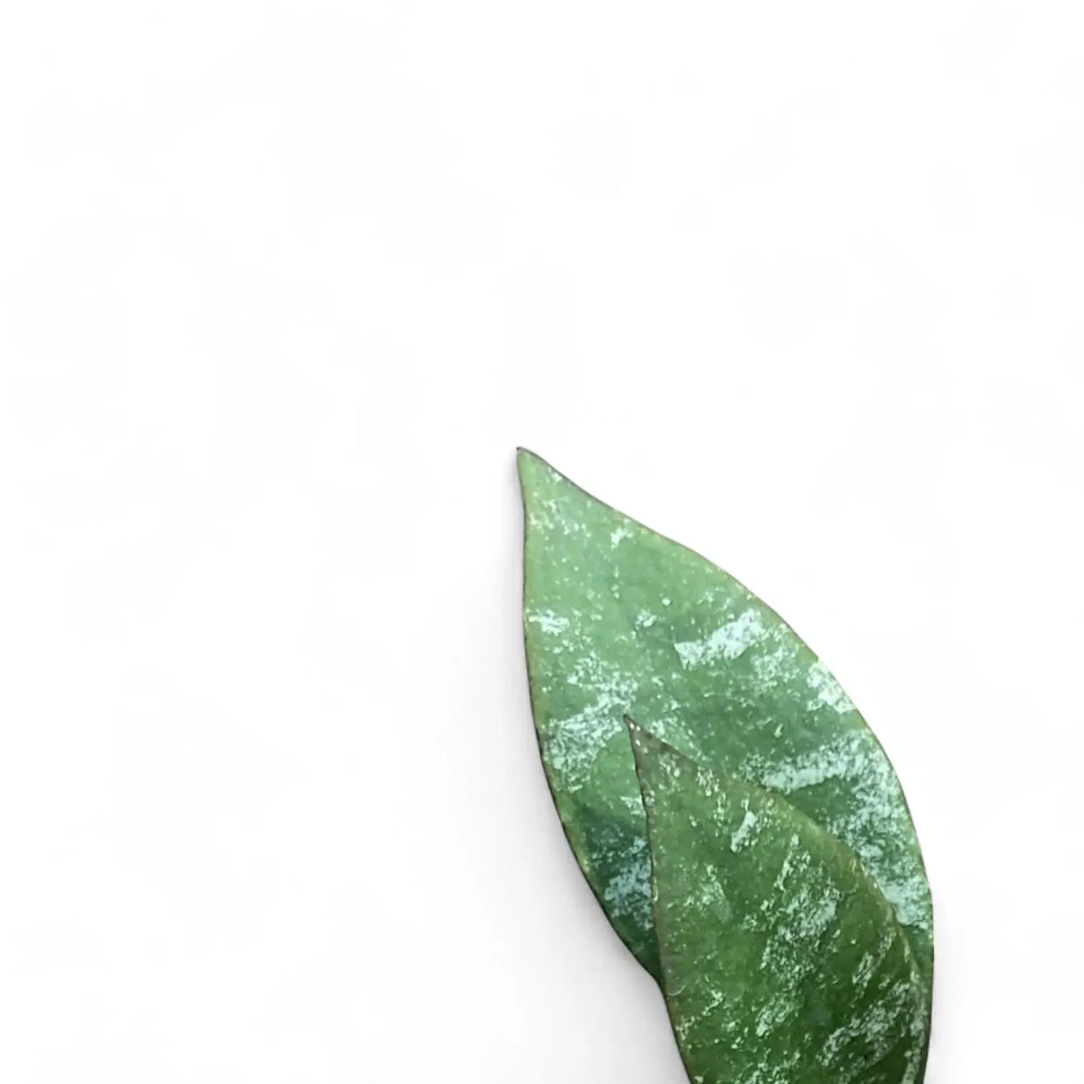 Hoya caudata 'Sumatra' aka 'Silver Stains' Zimmerpflanze im Anzuchttopf vor weißem Hintergrund, Produktfoto 6.