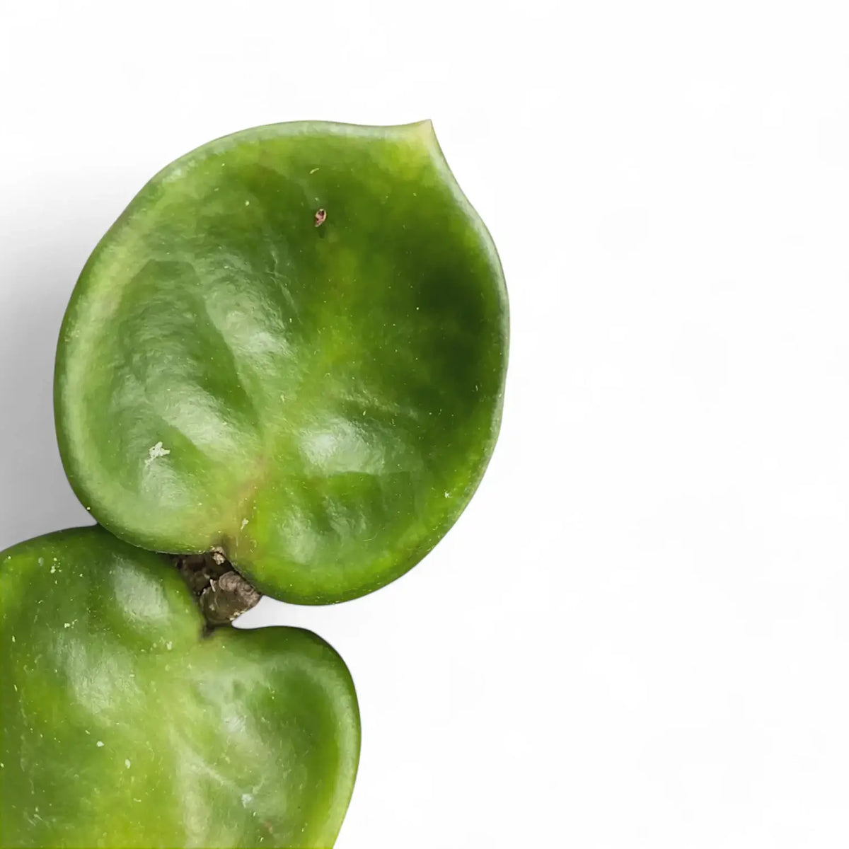 Hoya 'Chelsea' ('Round Leaf Krinkle 8') leaf close-up on white background.