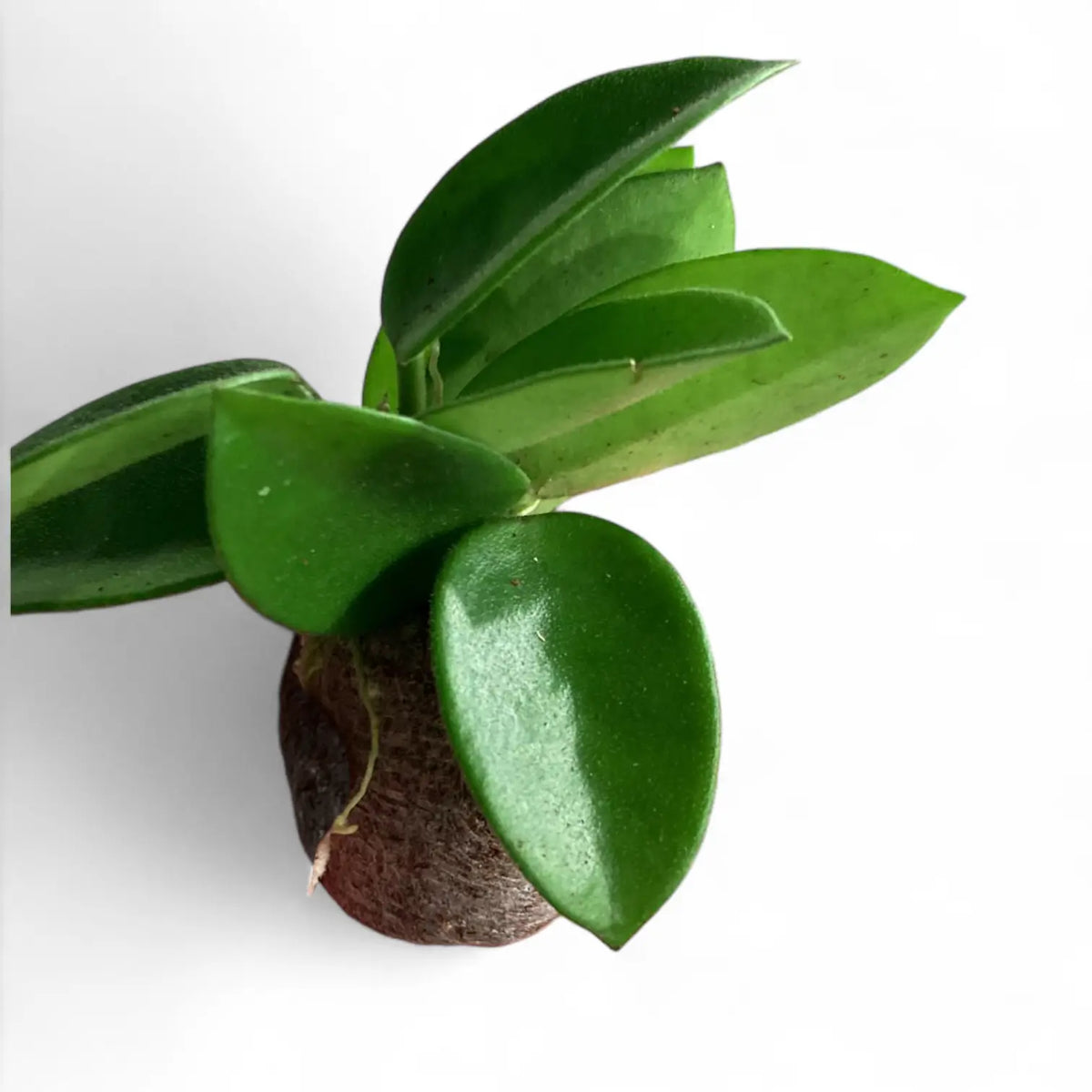 Hoya 'Chouke' Zimmerpflanze im Anzuchttopf vor weißem Hintergrund, Produktfoto 3.