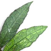 Hoya clemensiorum (Sumatra) leaf close-up on white background.