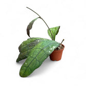 Hoya clemensiorum (Sumatra) potted plant in nursery pot on white background.