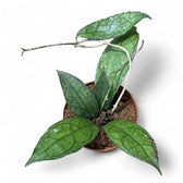 Hoya clemensiorum (Sumatra) potted plant in nursery pot on white background.