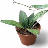 Hoya clemensiorum (Sumatra) potted plant in nursery pot on white background.