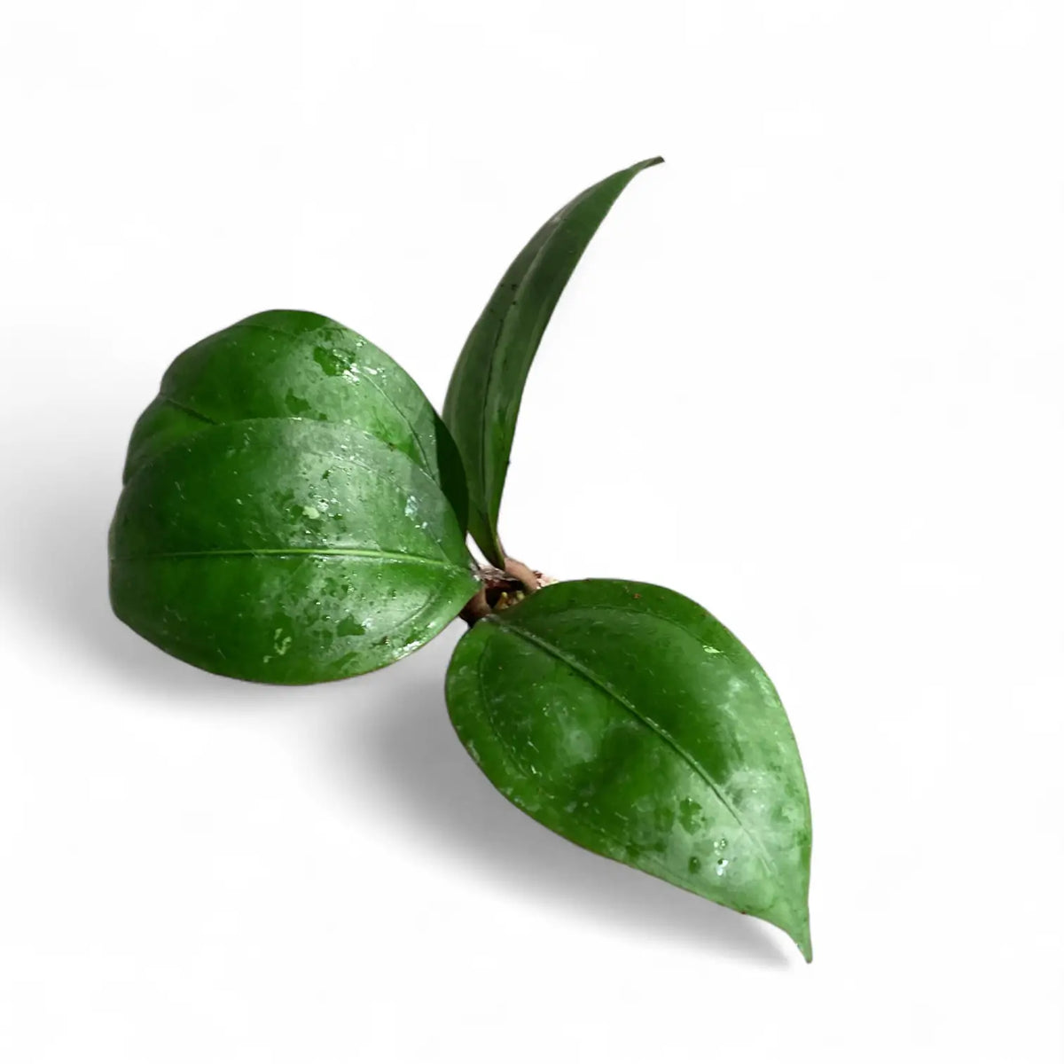 Hoya CNS 005 potted plant in nursery pot on white background.