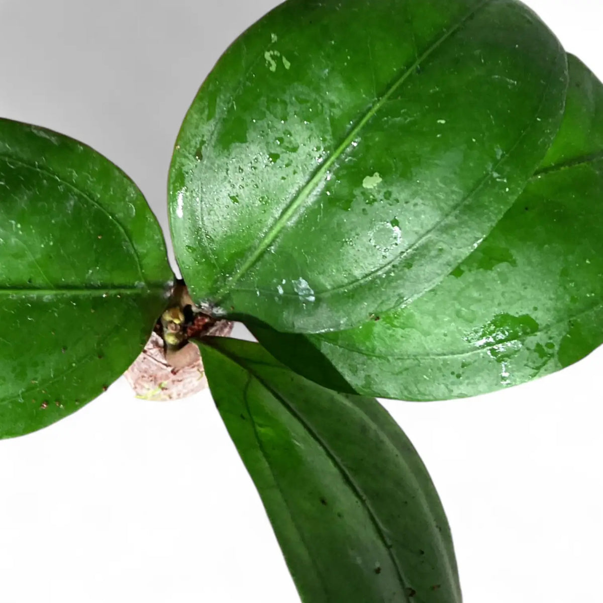 Hoya CNS 005 potted plant in nursery pot on white background.