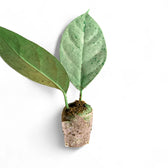 Hoya coriacea 'Silver' potted plant in nursery pot on white background.